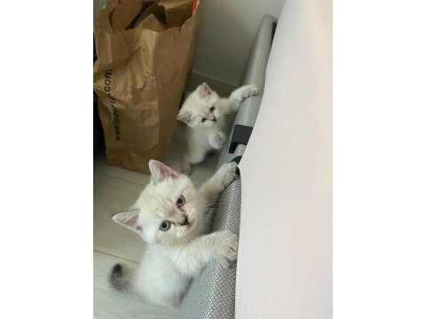 British shorthair silver point yavrular