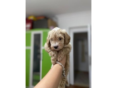 2 aylık dişi maltipoo köpeğimi sahiplendiriyorum