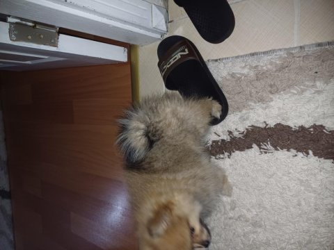 Pomeranian yavru 3 aylık