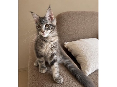 Dev maine coon dişi tortie renk