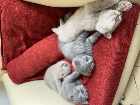 Scottish fold yavru kedimiz