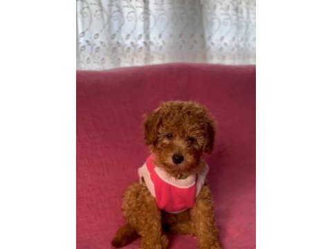 Poodle bebek köpeğimiz