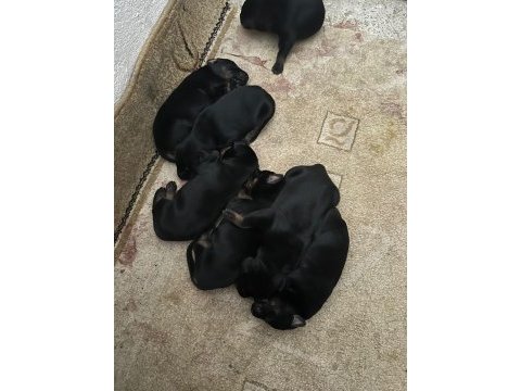King doberman yavruları