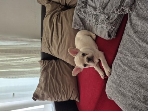 French bulldog blue platinium