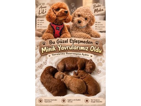 15 günlük orjinal toy poodle yavrular