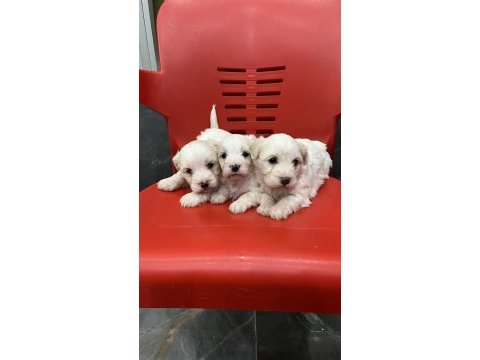 Minik yavru köpekler yeni yuvasına gitmeye hazırlar