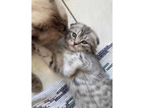 British ve scottish fold yavrularım