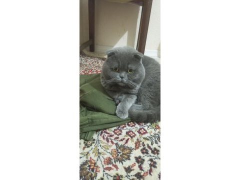 Ücretsiz sahiplendirme kedimiz