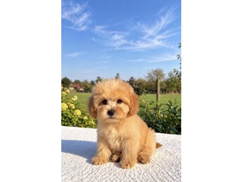 Maltipoo biblo erkek