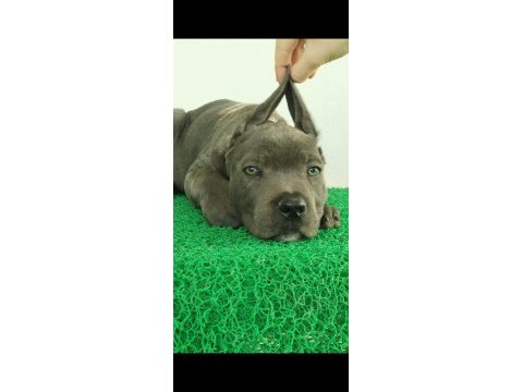 Bahçenize koruma isteyenler aradınız cane corso yavrunuz