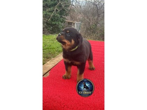 A şecere rottweiler tr şampiyonu yavrular 4 dişi ve 1 erkek