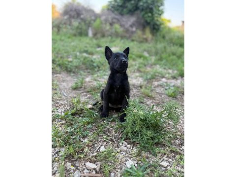 Belçika malinois jet black