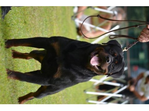 Secereli şampiyon rottweiler yavruları