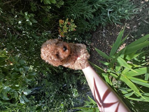 Evde büyüyen teacup ve toy boy poodle yavrular