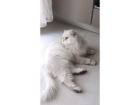 Silver point british longhair