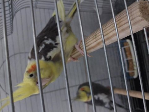 Çift tutmuş sultan papağanları