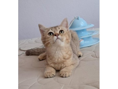 British shorthair golden dişi