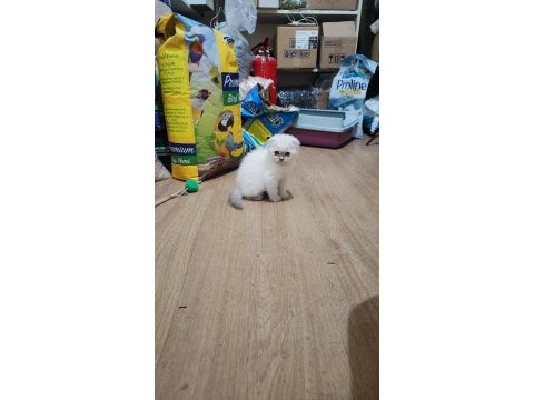 Scottish fold dişi
