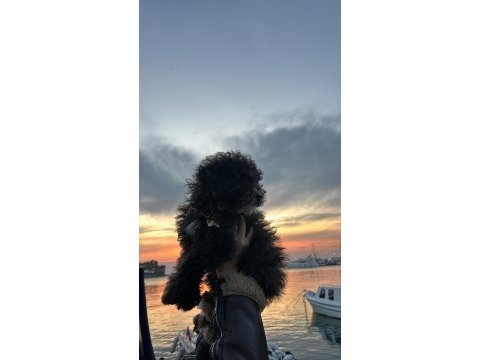 Toy poodle 2.5 aylık uslu komutlu aşılı