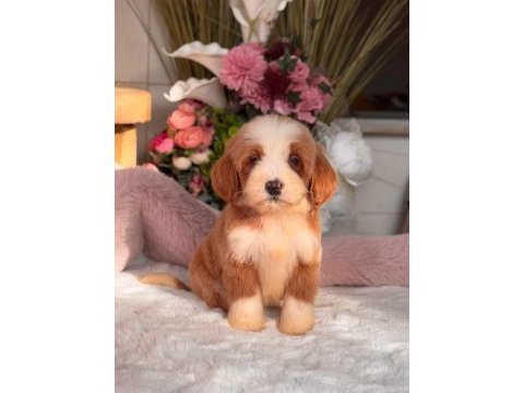 Petmode köpek çiftliğinden xl poodle yavrular