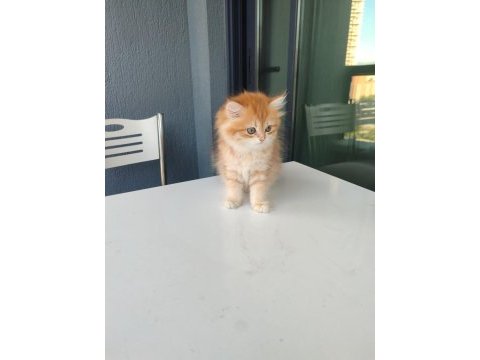 By11 dişi british longhair