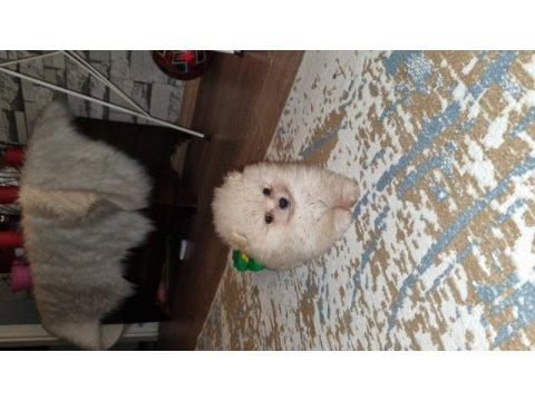 Gunu gelem asilari yapildi 45 gunluk pomeranian bebegimiz