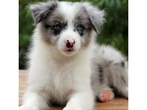 Safkan avusturya çoban köpeği yavruları