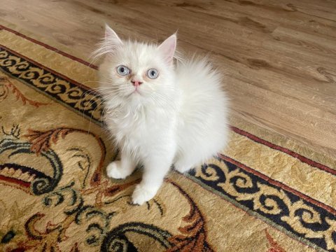 Chinchilla yavrularımız yeni yuvalarını arıyor