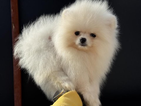 Çok özel gülen surat pomeranian boo