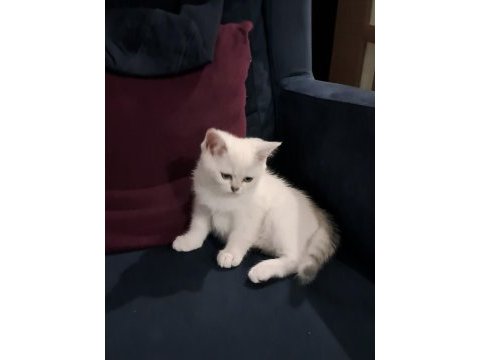 Güzel british kız minnoş