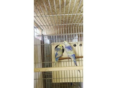 Genç rainbow çift muhabbet kuşu