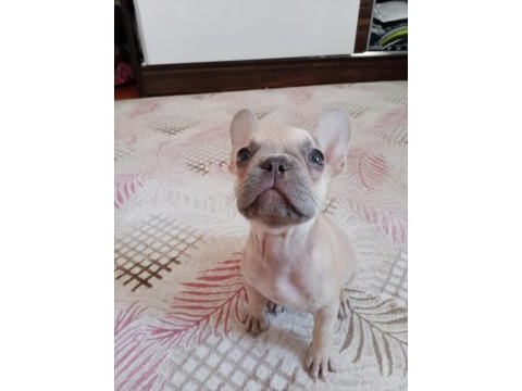 2 aylık french bulldog