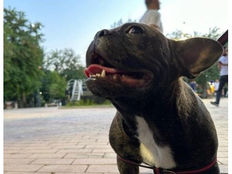 French bulldog paşamızı sahiplendireceğiz
