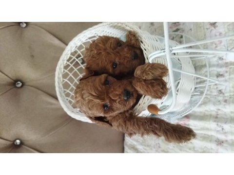 Toy poodle bebekler