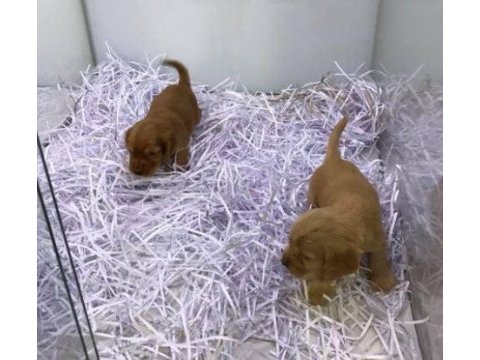 Ruhsatlı resmi işletmeden taksit avantajıyla cocker