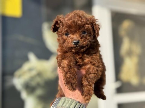 Petmode köpek çiftliğinden tea cup kore poodle