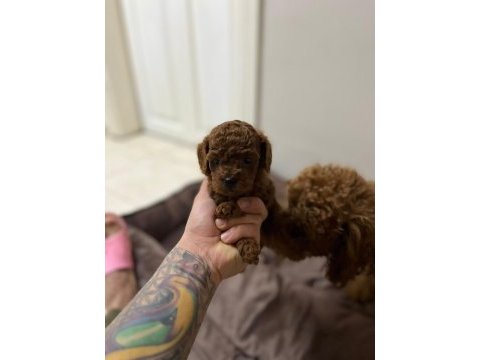Kore kan red brown toy poodle yavrular