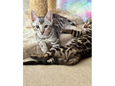 Bengal kedisi muhteşem güzellik