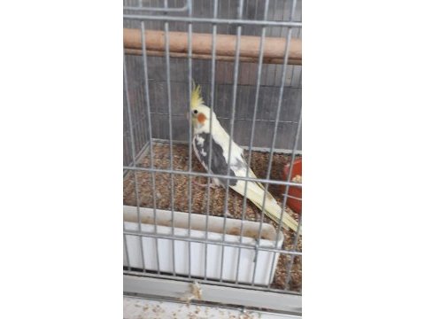 Pied sultan papağanı