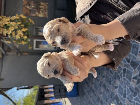 Toy poodle apricot yavrularımız