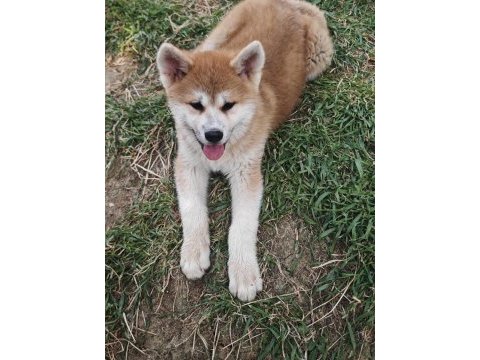 Orijinal safkan japon akita inu