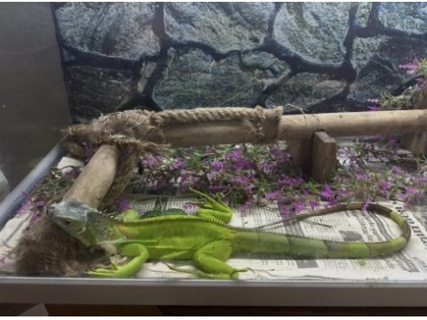 2 yaşında iguana sağlıklı pascal