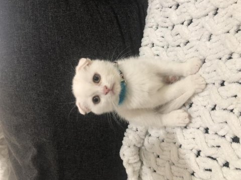 Yavru saf kan scottish fold bebekler acil yuva arıyor