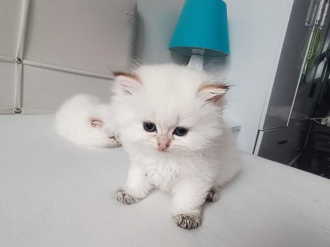 Orjinal british longhair yavrular