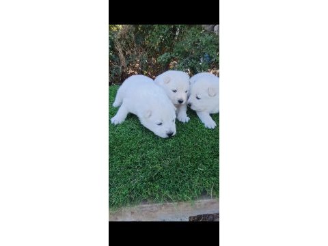 Kar topu samoyed bebekler