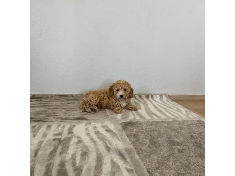 Toy poodle aşılı erkek bebek