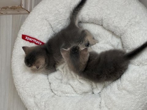 40 günlük yavru kediler yeni yuvalarına hazırlanıyor