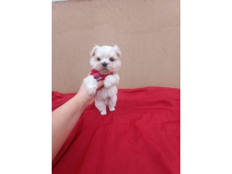 Kore maltese
