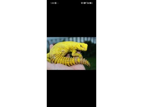 Uromastyx faturalı evraklı şekilde