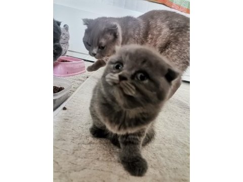 Scottish fold bebeklerimize yavru